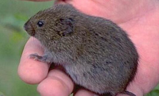 vole-meadow-mouse-close-up